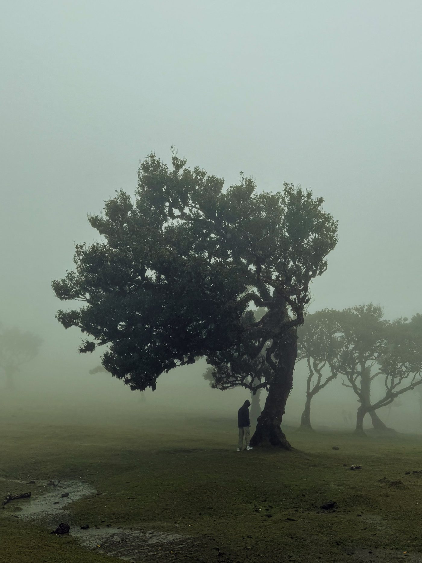 Fog and an old tree in Fanal Forest, Madeira