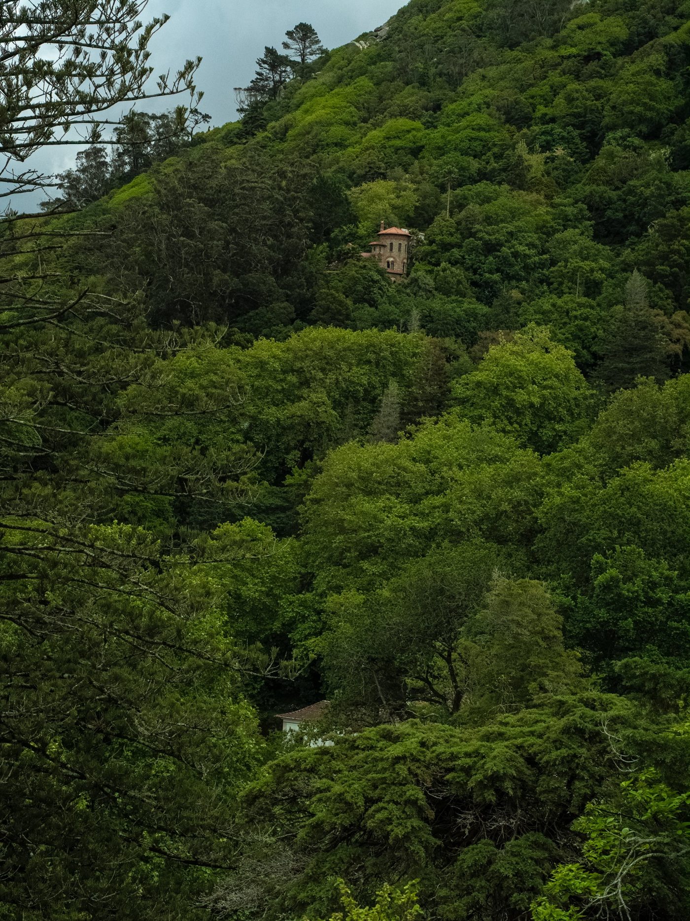 Forested hillside in Sintra